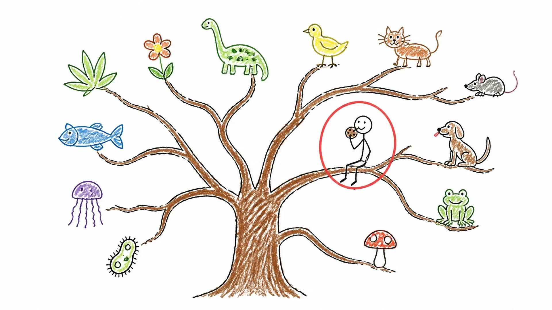A branching tree of life with a human circled among animals, plants, fungi, and microorganisms