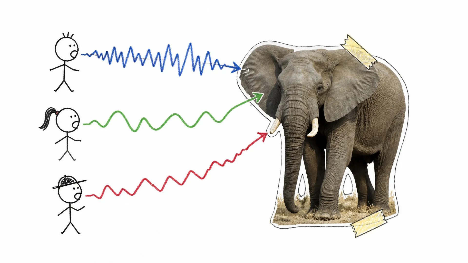 An elephant sorts three human voices into different categories