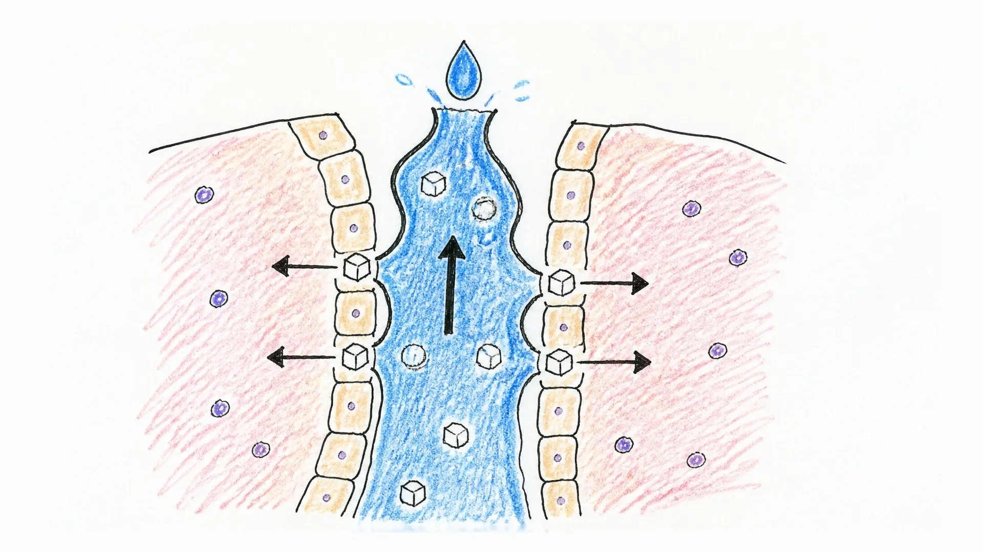 A cutaway sweat duct shows fluid moving upward while some salt is reabsorbed into surrounding tissue
