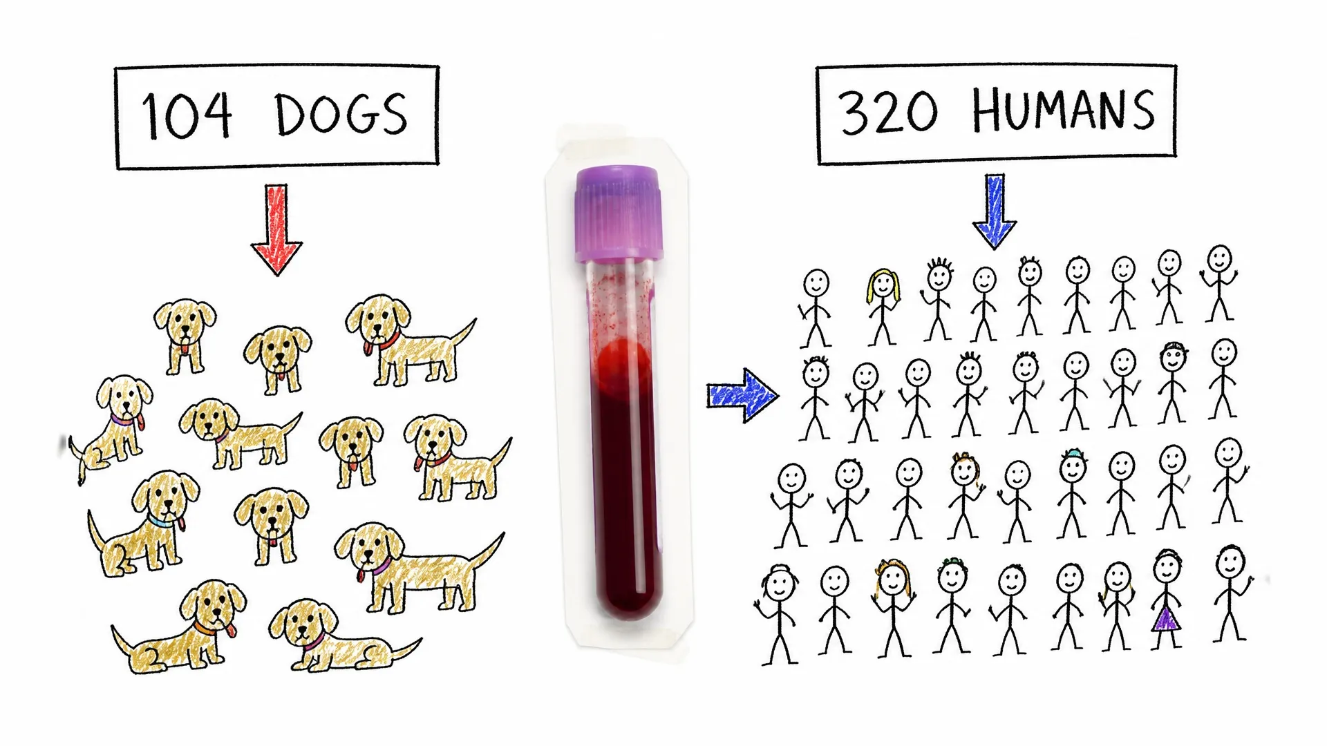 A blood sample separates a group of 104 dogs from a group of 320 humans