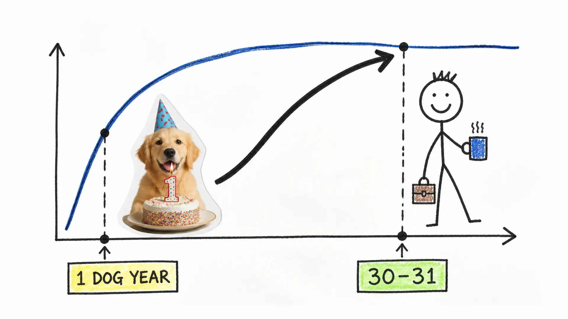 A curved graph places a one-year-old dog near a 30-to-31-year-old human